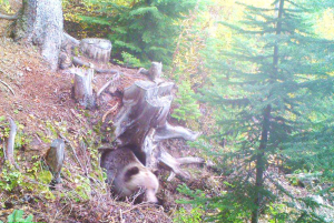 Sept 23 - Here’s a shot of boo, caught by a camera hidden by our grizzly bear ranger, working on his natural winter den.